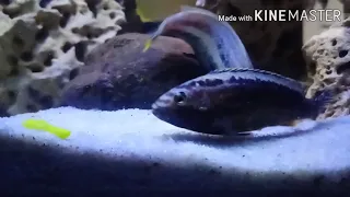 Fish breeding | Mbuna (Auratus)