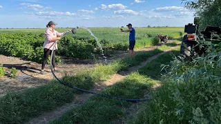 Полив малини насосом Фероні від ВВП! Бики на пасовищі, сіно!