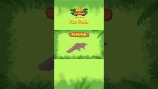 Platypus | Fun Facts | Leo the Wildlife Ranger #shorts