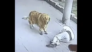 Gato cae del cielo noquea a hombre y pelea contra perro con zapatos
