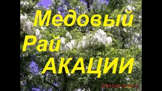 Акация "молочные реки" Лёт пчелы на 10 кг.