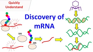 mRNA | Discovery of mRNA