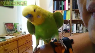 I can't get out | Vlog #14 | Pedro the Budgie