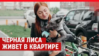 Купила за 30 тысяч: тюменка завела в квартире настоящую лису — пушистая история