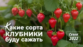 Какие сорта клубники (садовой земляники) буду сажать в 2022 году