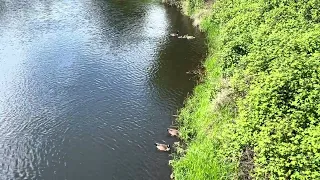 Geese Family Having Fresh Grass on Beautiful Sunny Day Part 1