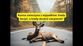 Ranna zwierzyna z wypadków: kiedy leczyć, a kiedy skrócić cierpienie?