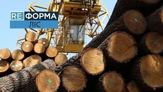 Хто знищує українські ліси? RE:ФОРМА