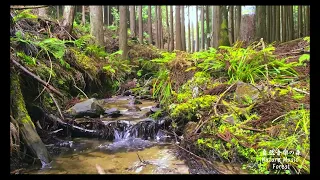 「鳥のさえずりとせせらぎ音 | 自然音、睡眠、集中、リラックス」