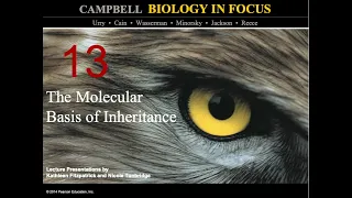 Biology in Focus Chapter 13: The Molecular Basis of Inheritance