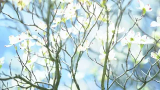 Sunlit Dogwoods