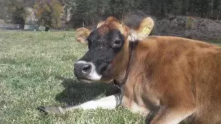 Cow Chewing Cud