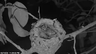Allen's Hummingbird Nest – Time lapse, Chicks first night without mom on the nest. #babyhummingbird