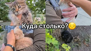 За 3 дня плюс 3 котенка😦