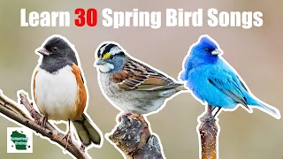 Learn 30 Spring Common Backyard Bird Songs and Calls (Central and Eastern United States)