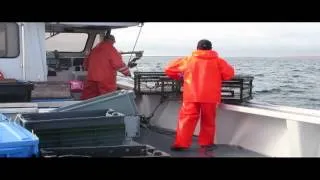 Lobster fishing PEI 2014