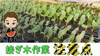 【農業】スイカ苗成長状況と発芽後の作業について