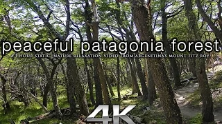 4K Real-Time Nature Scene: Patagonian Forest - Mount Fitz Roy, Argentina UHD 1HR