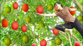 Harvesting Giant Red Sweet Gourd, Bringing it To The Market to Sell With My Sister | Quynh Bushcraft