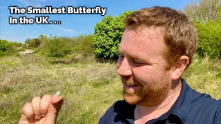 The Smallest Butterfly in The UK - The Small Blue