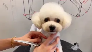 Poodle Puppy Face Grooming Style | Dog Grooming | Puppy Grooming