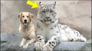 La madre perra salvó a un cachorro de leopardo de las nieves, años después esto sucedió