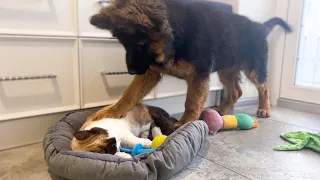 German Shepherd Puppy Shocked by Cat occupying dog bed!