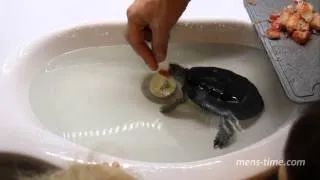 Кормление болотной черепахи