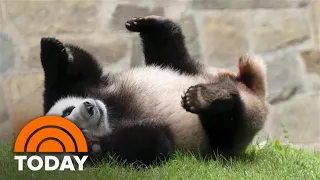 End of an era: National Zoo pandas prepare to return to China