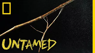 This Bug Blends Right In | Untamed