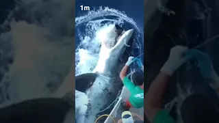 Massive Great White Shark eatsfisherman's Tuna. New undiesplease. #shorts #greatwhiteshark