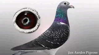 Jaan Arden racing's pigeons top class pigeon//machie bujik jaan Arden//#kalapati#racingpigeon