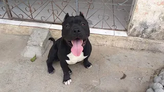 American Bully Brasil Black