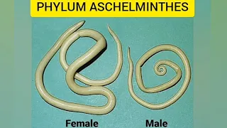 |Phylum Aschelminthes|Animal kingdom|aschelminthes|round worms|quick revision|