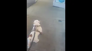 English Bulldog helps carry home the goods! 🤣