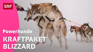 Schlittenhund Blizzard: So schnell wie der Blitz | Powerhunde | SRF Kids – Kindervideos