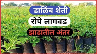 नवीन डाळिंब लागवड व रोपांतील अंतर । Navin Dalimb Lagwad V Ropatil Anter । New pomegrante Farming