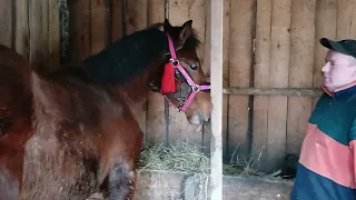 Лошак Моцний 🐴по Першерону 💪Хілтону на продажу 💫 коні ваговози 💪Тернопільщини коні в Україні 🇺🇦🇺🇦🇺🇦