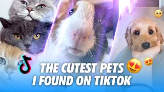 Adorable & Cute TikTok Pets to Cure All Your Sadness 🐶