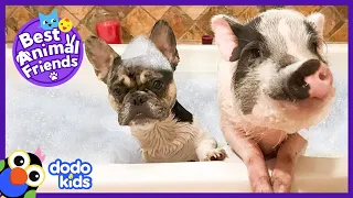 Pickles The Pig And Dill the Dog Are Partners in Crime | Dodo Kids: Best Animal Friends