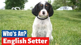 Ultimate Guide to English Setter | Should you get one for Yourself?