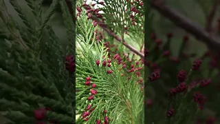 прекрасные почки на кипарисовике / lovely buds on a cypress tree