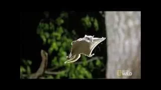 esquilo voador