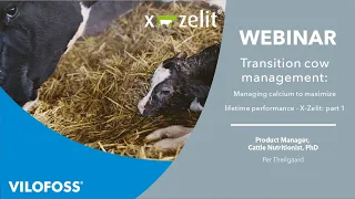 WEBINAR: Transition cow management - managing calcium to maximize lifetime performance (Part 1)