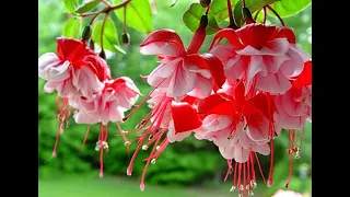 Fuchsia. My favorite ♥♥. How to wake up the plants after winter. Fuksia.