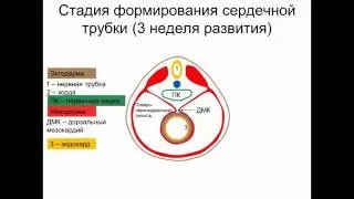 Строение и развитие сердца