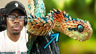 10 Rarest Snakes In The World That Actually Exist REACTION!