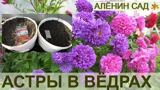 СУПЕР СПОСОБ Астры в ведрах!!! Посев астры в ведра / Огород в контейнерах