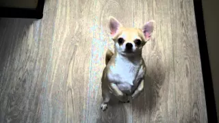 Chihuahua dance  Чихуа танцует