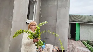 Посадила все що Ліля принесла, навіть півники. Життя на пенсії. Україна.